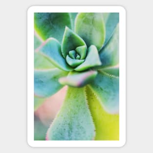 Pastel Succulent Sticker